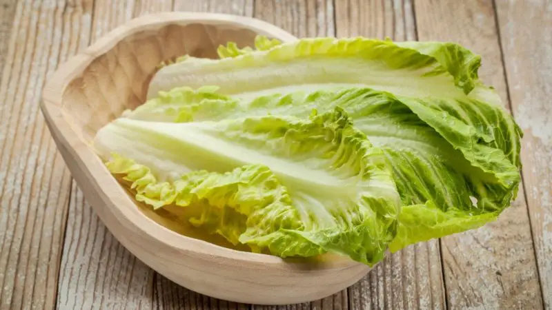 Nutrition Facts of Romaine Lettuce for Guinea Pigs