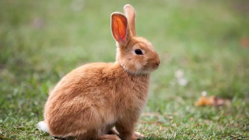 Quick Facts on Rabbits