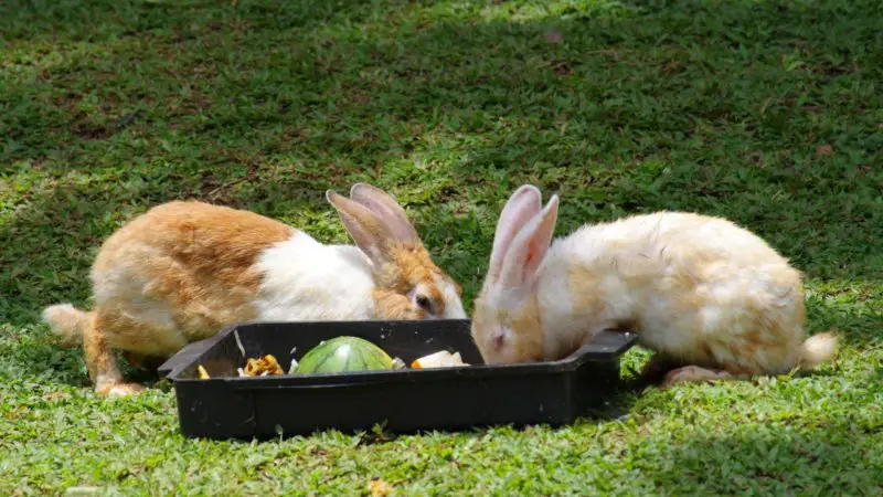 Rabbit Food Diet