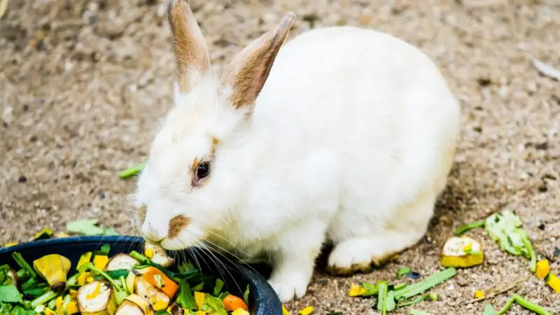 Rabbit Food Requirements