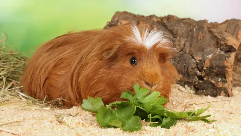 Risks to Consider When Feeding Rabbit Food to Guinea Pigs