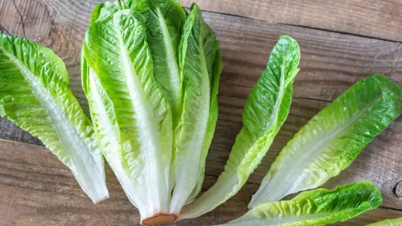 Serving Size and Frequency of Romaine Lettuce for Guinea Pigs