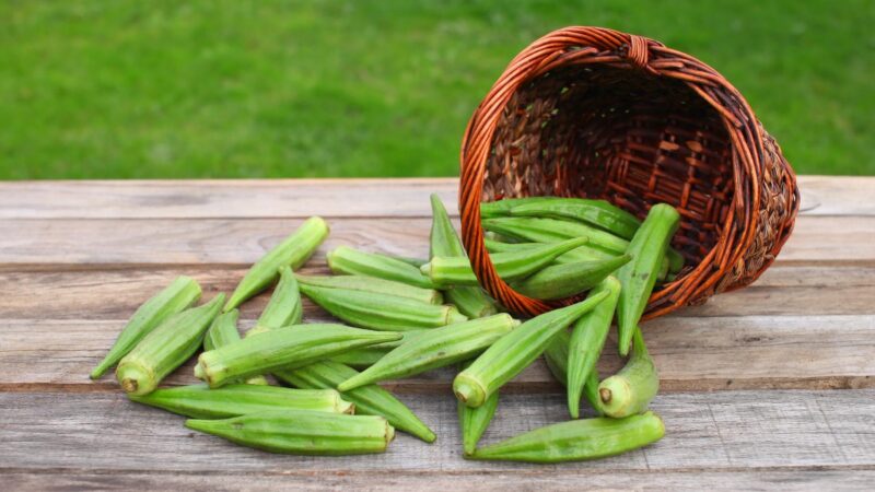 Serving and Frequency of Okra for Guinea Pigs