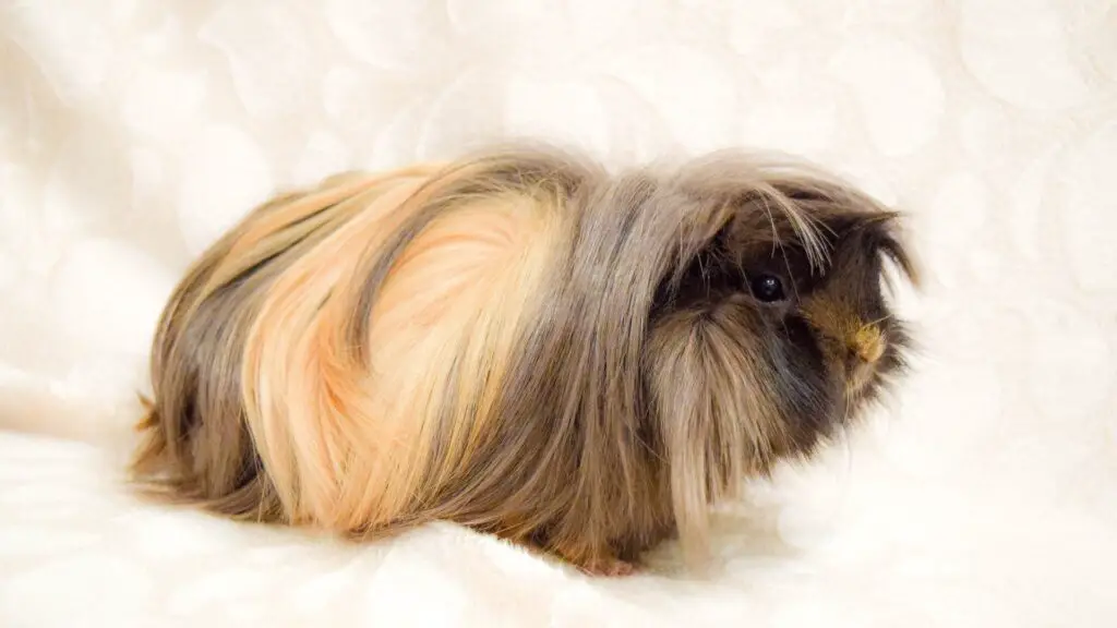 9 Different Name Themes For Boy Guinea Pig