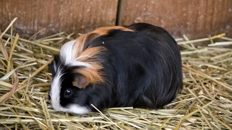 Are the Guinea Pig's Symptoms a Cause of Concern