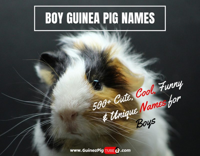 Boy Guinea Pig Names 500+ Cute, Cool, Funny & Unique Names