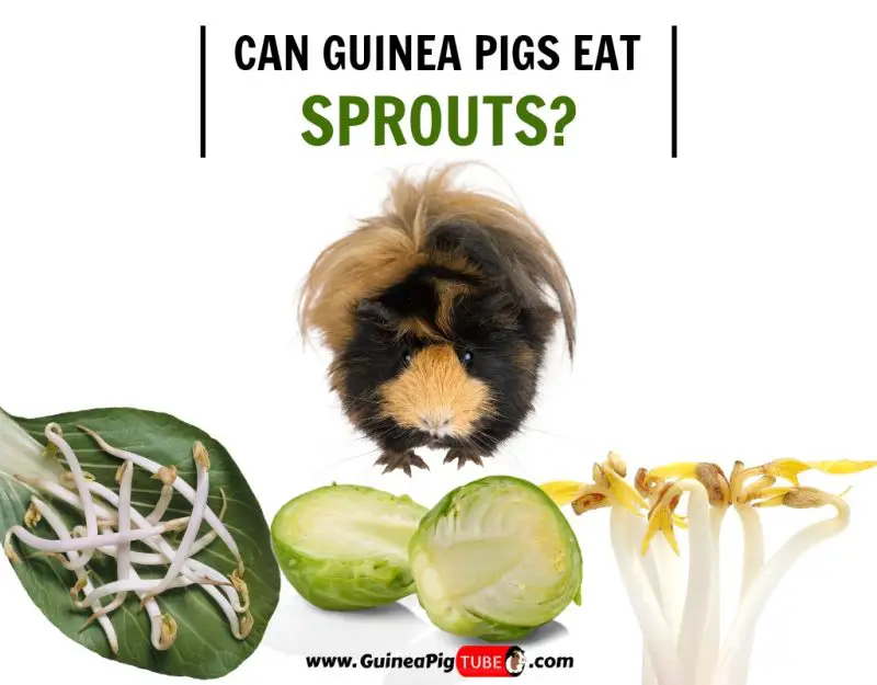 Can Guinea Pigs Eat Sprouts (Benefits, Risks, Serving Size & More)