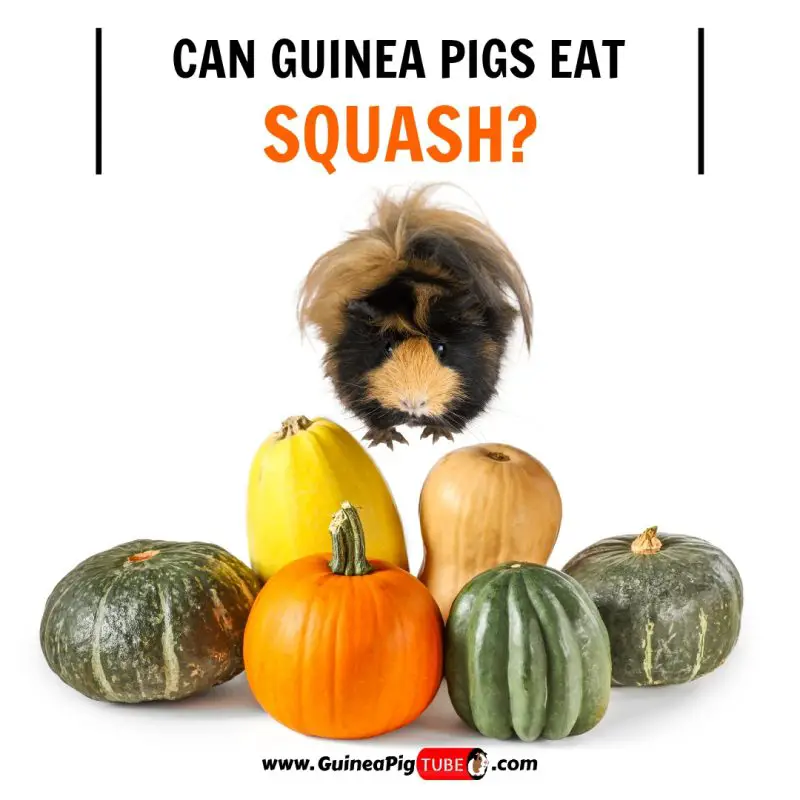 Can Guinea Pigs Eat Squash (Benefits, Risks, Serving Size & More)