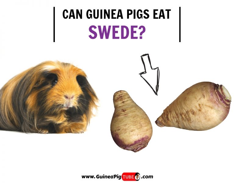 Can Guinea Pigs Eat Swede? (Benefits 