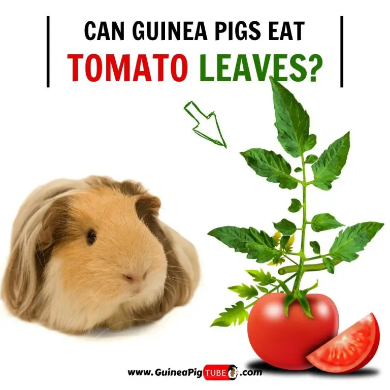 can guinea pigs have tomato