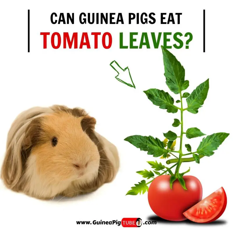 Can Guinea Pigs Eat Tomato Leaves 