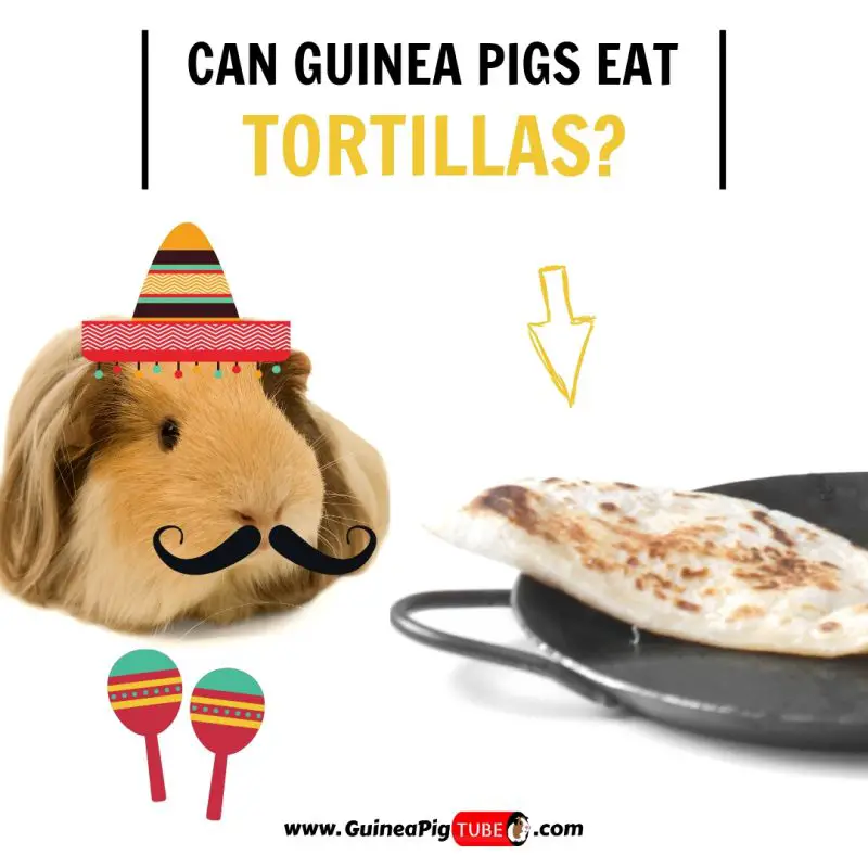 Can Guinea Pigs Eat Tortillas (Benefits, Risks & More)