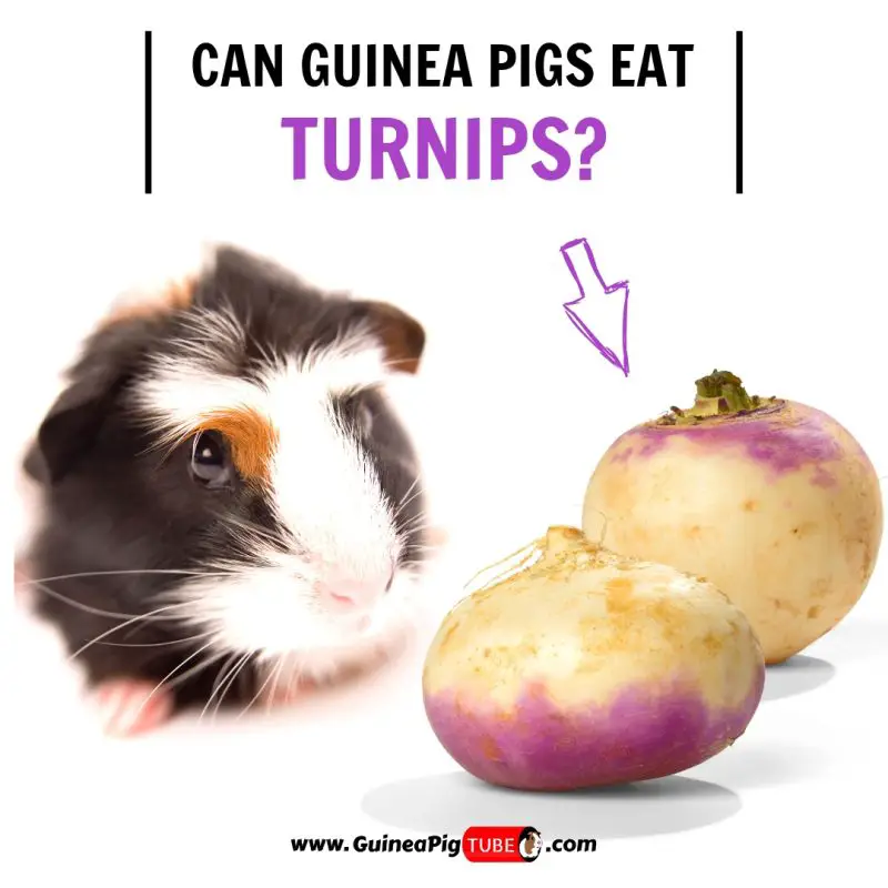 Can Guinea Pigs Eat Turnips (Benefits, Risks, Serving Size & More)..