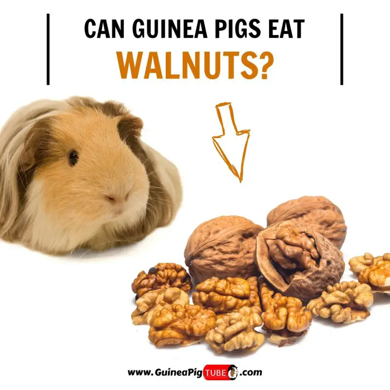 Can Guinea Pigs Eat Walnuts (Benefits, Risks, Serving Size & More)