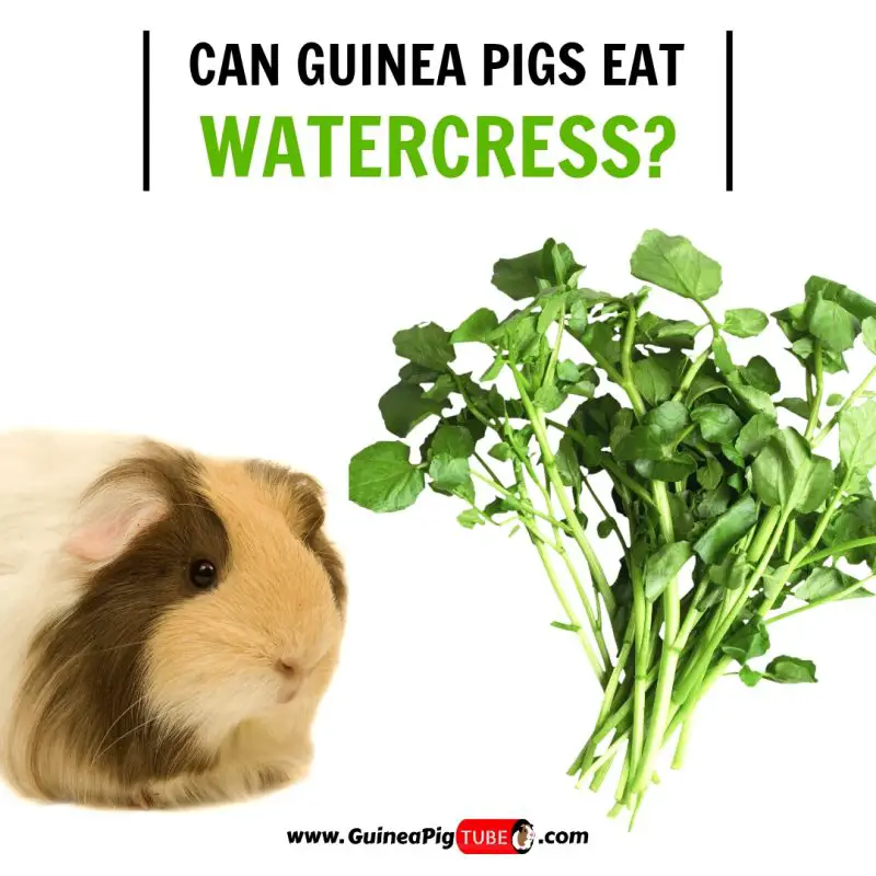 Can Guinea Pigs Eat Watercress (Benefits, Risks, Serving Size & More)