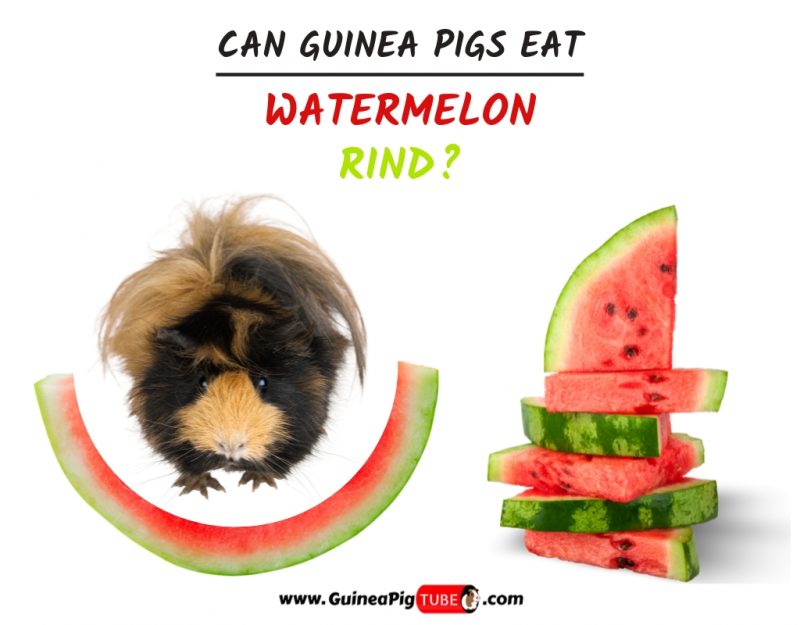 Can Guinea Pigs Eat Watermelon Rind (Benefits, Risks, Serving Size & More)