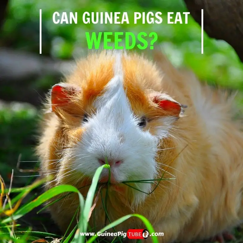 can guinea pigs eat dock leaves