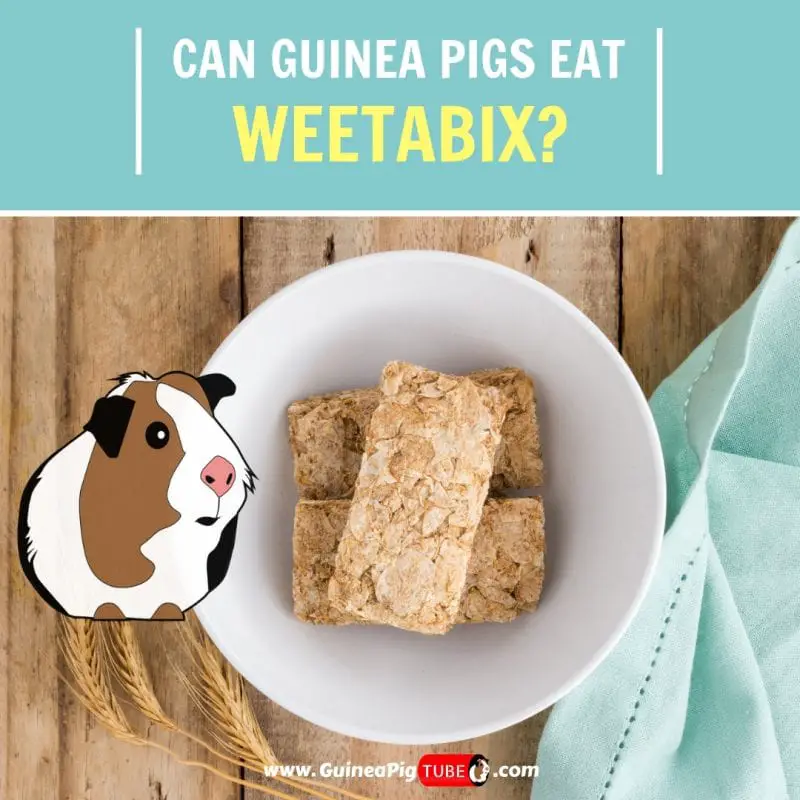 Can Guinea Pigs Eat Weetabix (Benefits, Risks & More)