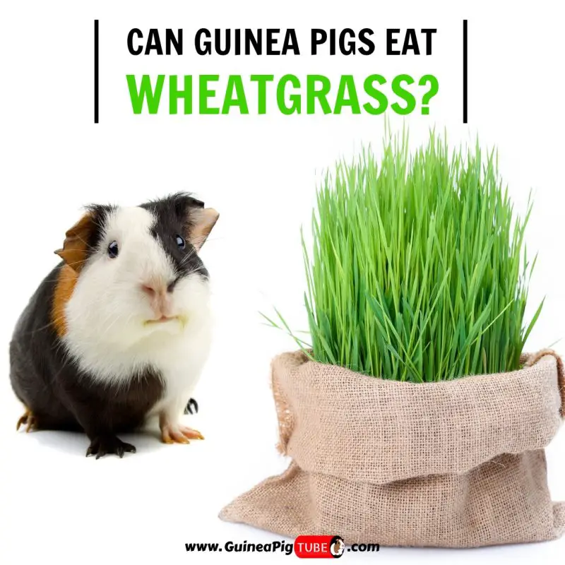 Can Guinea Pigs Eat Wheatgrass