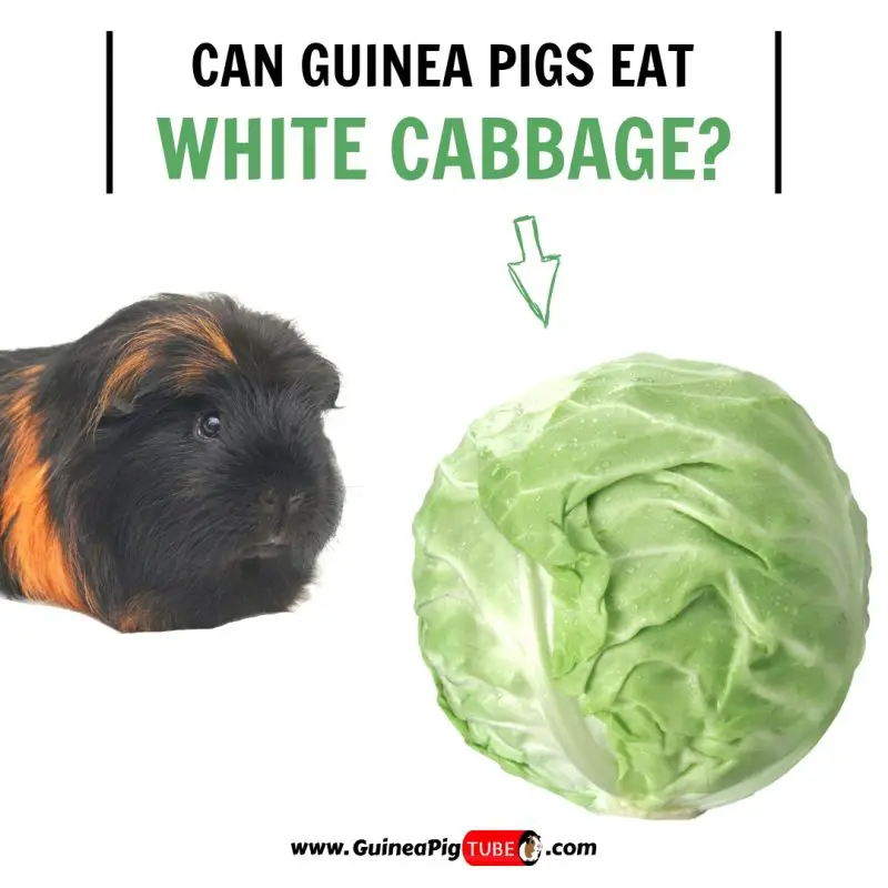 Can Guinea Pigs Eat White Cabbage (Benefits, Risks, Serving Size & More)