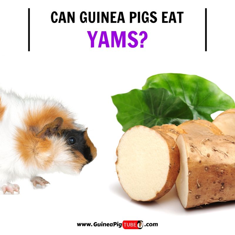 Can Guinea Pigs Eat Yams (Benefits, Risks, Serving Size & More)