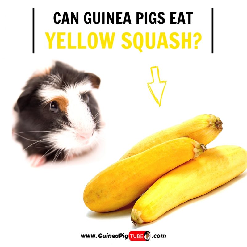 Can Guinea Pigs Eat Yellow Squash (Benefits, Risks, Serving Size & More)