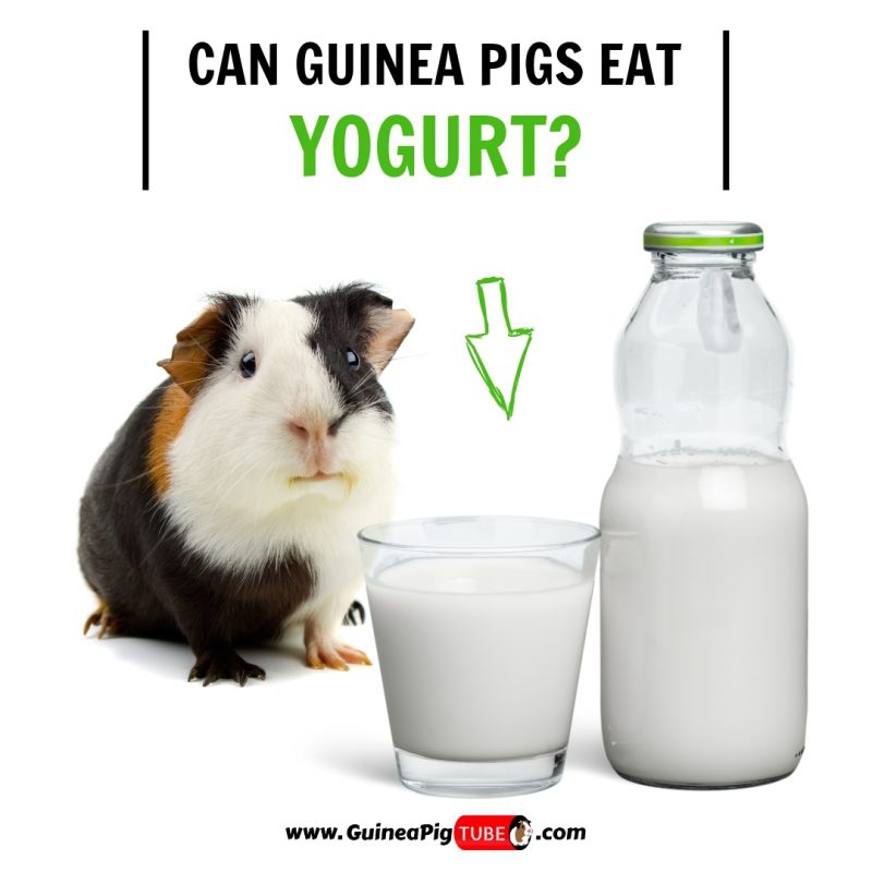 Can Guinea Pigs Eat Yogurt?