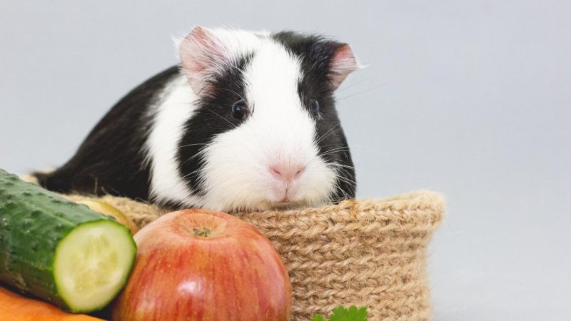 Food Names for Girl Guinea Pig