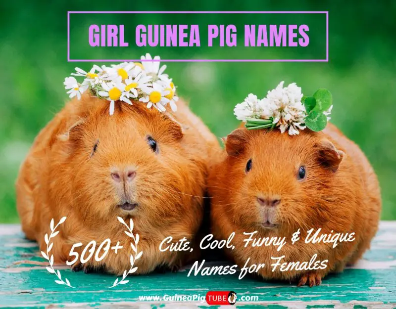 Girl Guinea Pig Names 500 Cute Cool Funny Unique Names For