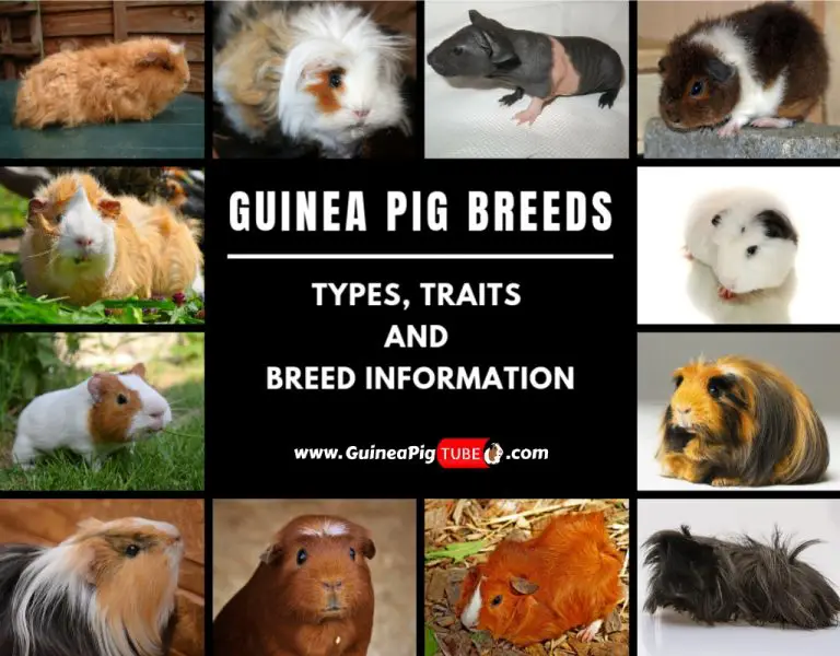 types of guinea pigs