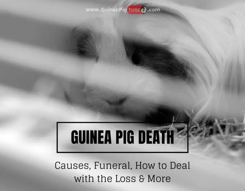 Guinea Pig Death Causes, Funeral, How to Deal with the Loss & More