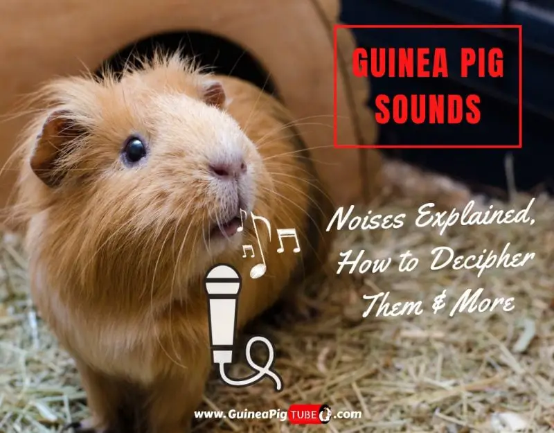 Guinea Pig Sounds Noises Explained, How to Decipher Them & More