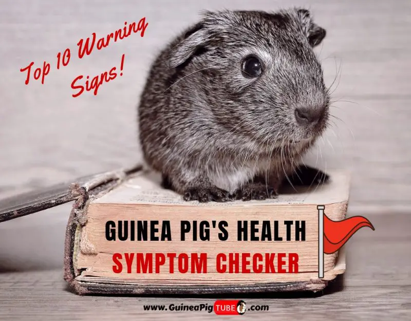 Guinea Pig's Health Symptom Checker Top 10 Warning Signs