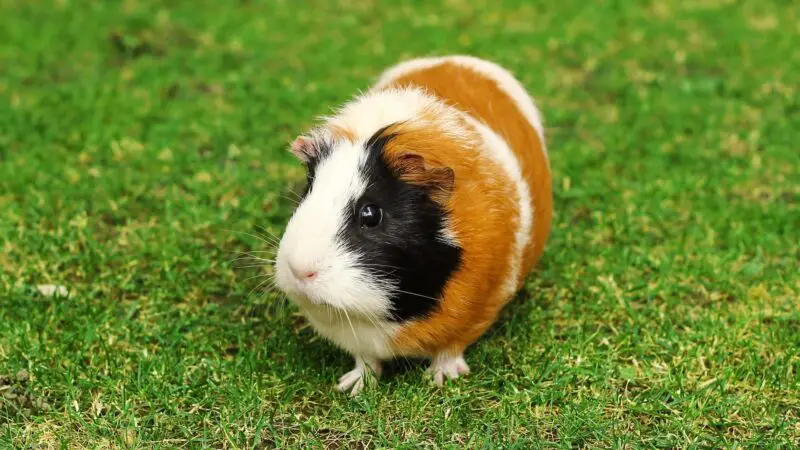 Health Problems in Guinea Pigs