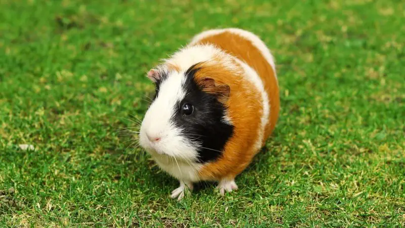 Health Problems in Guinea Pigs