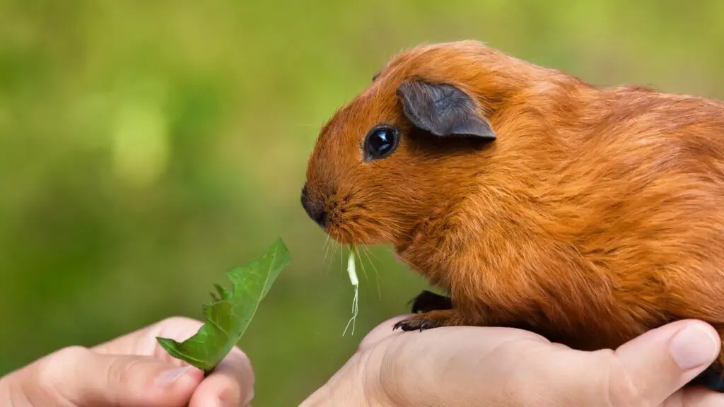 How to Take Care of a Dying Guinea Pig