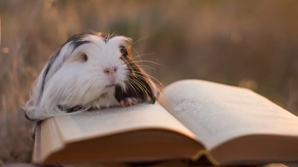 Literary Names For a Girl Guinea Pig