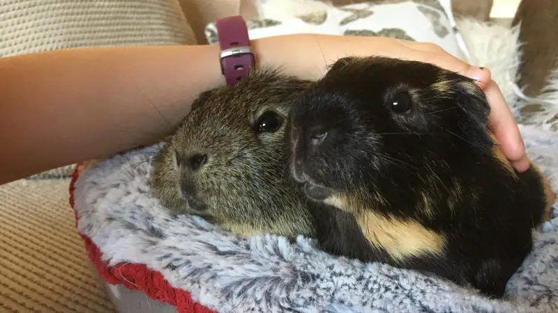Mythic Names for Female Guinea Pigs