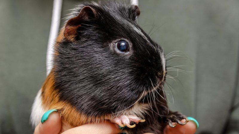 Simple Tips for Choosing the Ideal Girl Guinea Pig Name