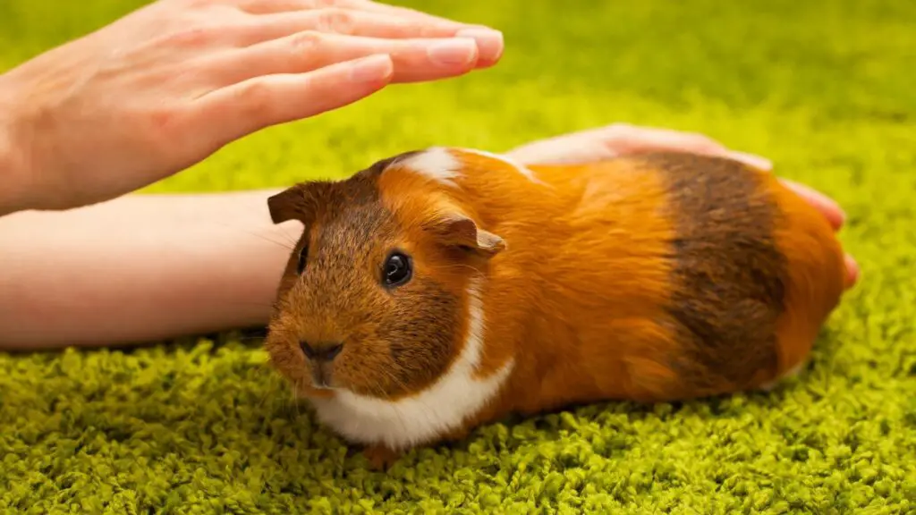 Tips in Naming Your Guinea Pigs