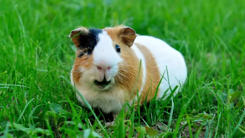 Understanding Guinea Pig Body Language