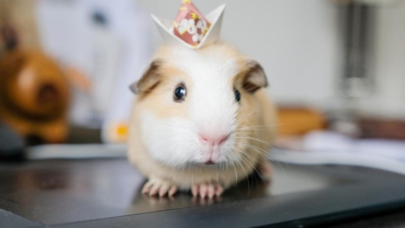 Unique Princess Names for a Girl Guinea Pig