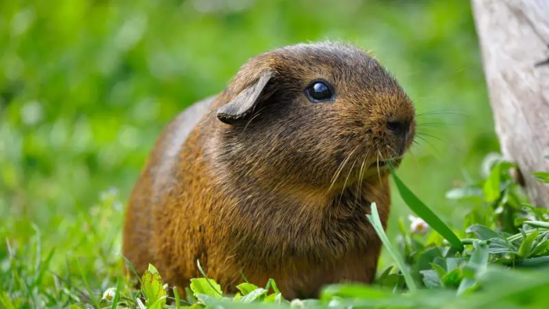 What Does It Mean If Your Guinea Pig is Always Silent