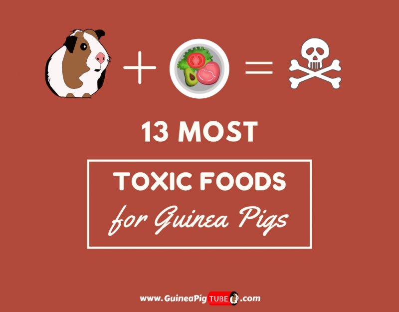 13 Most Toxic Foods for Guinea Pigs...