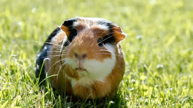 7 Common Skin Problems In Guinea Pigs