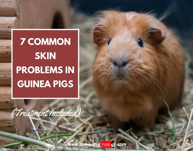 guinea pig bite treatment