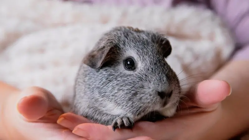 Advanced Guinea Pig Tricks