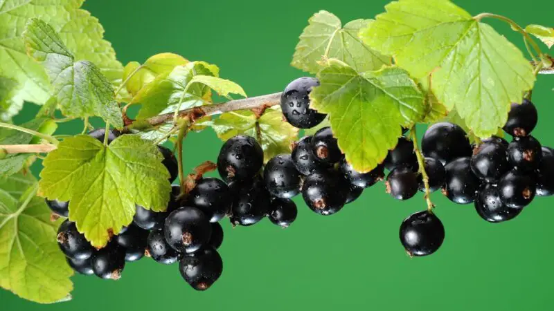 Are Blackcurrants Bad for Guinea Pigs