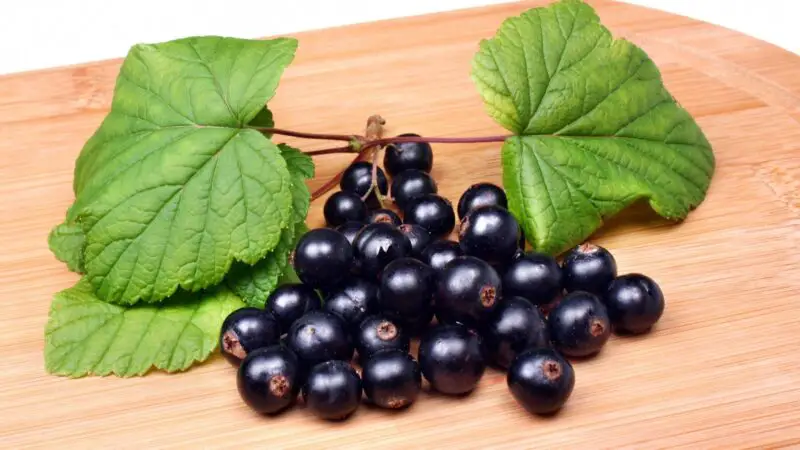 Are Blackcurrants Healthy for Guinea Pigs
