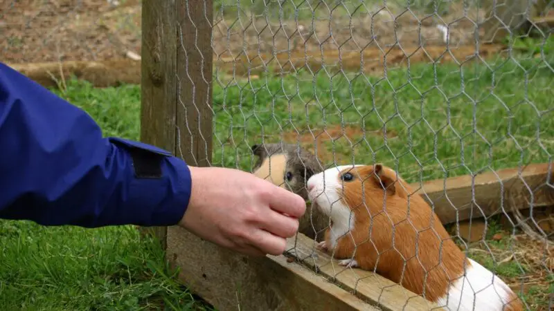 Are Guinea Pigs Cheap Pets to Own